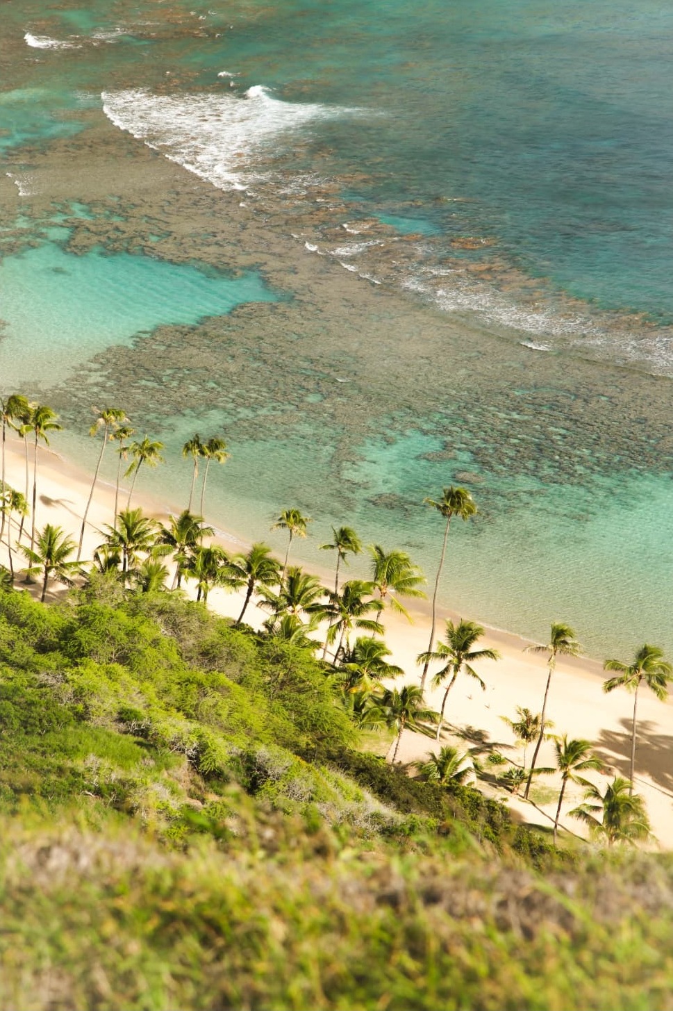 Palms and Turquoise Shallows