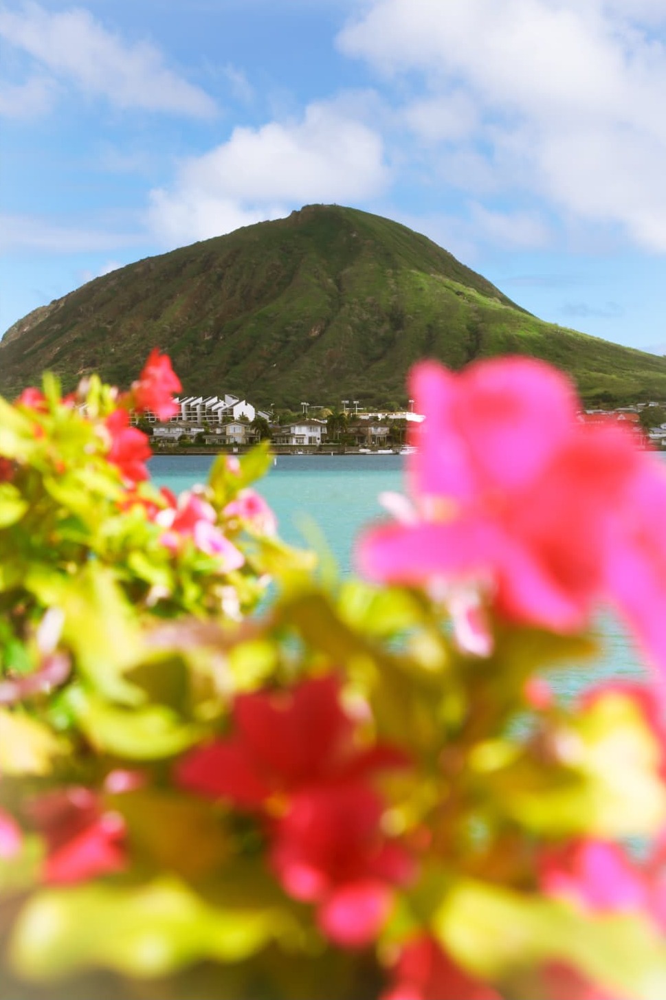 Bougainvillea and Koko Head