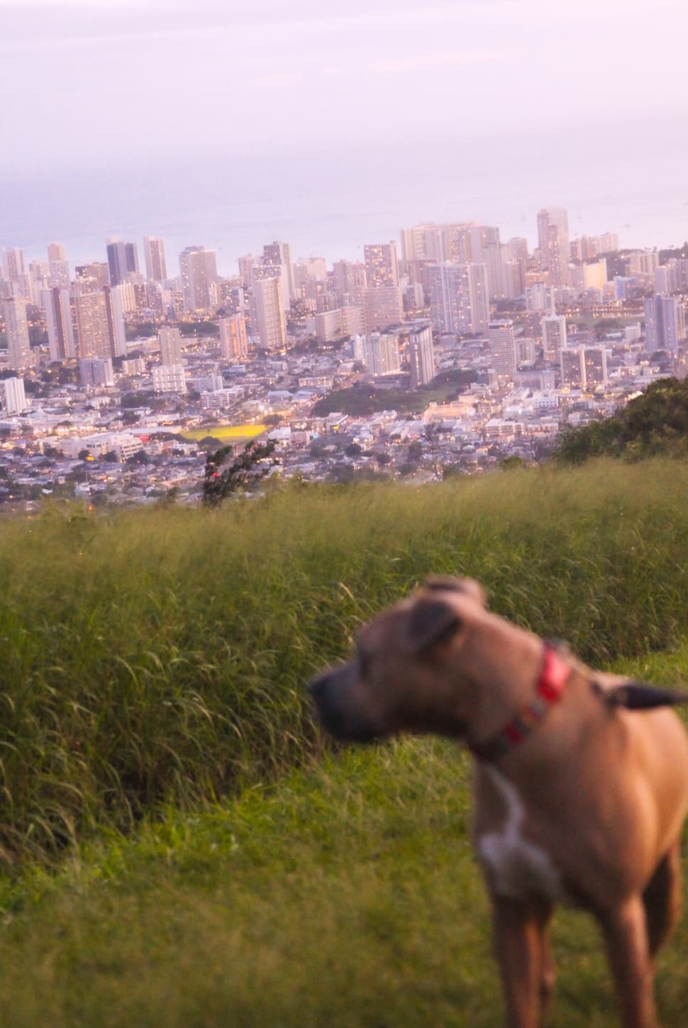 City Lights, Good Dog