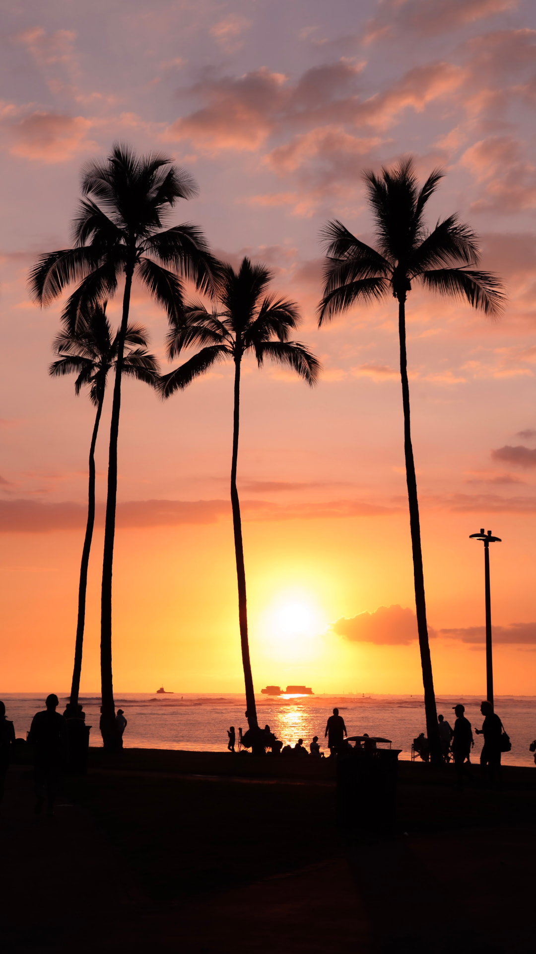 Palms at Sundown