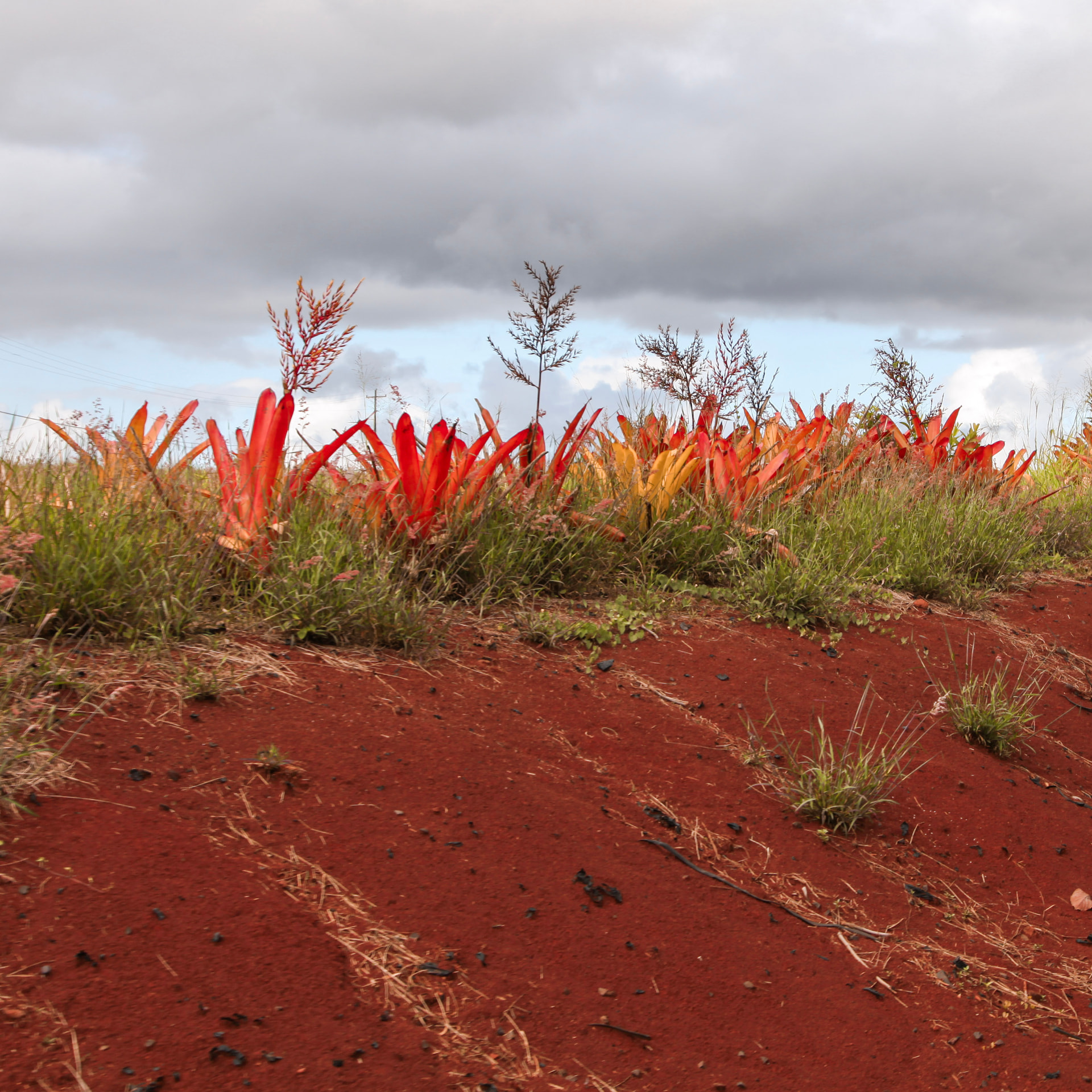 Red Earth, Red Leaves