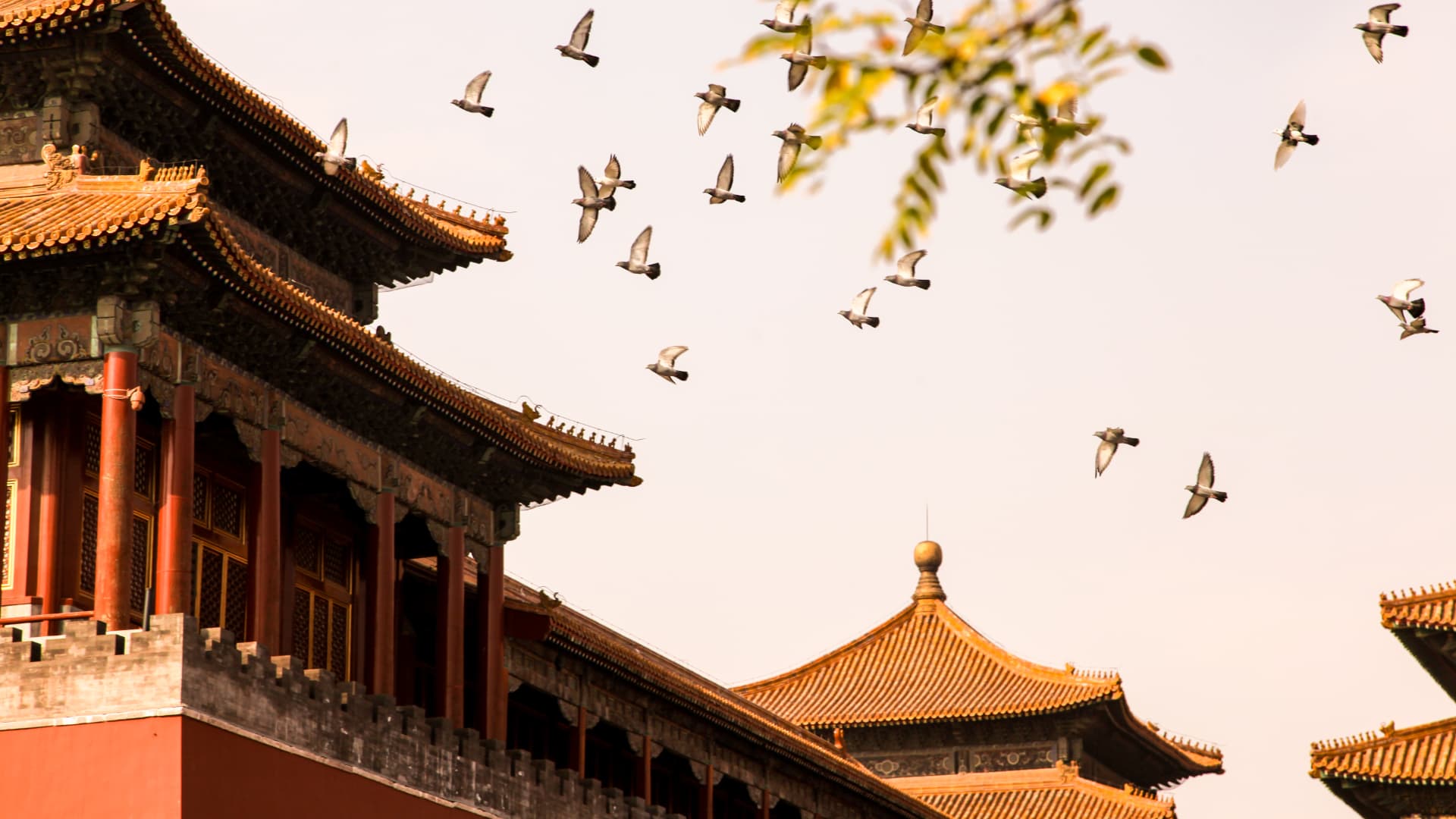 Pigeons Over the Eaves