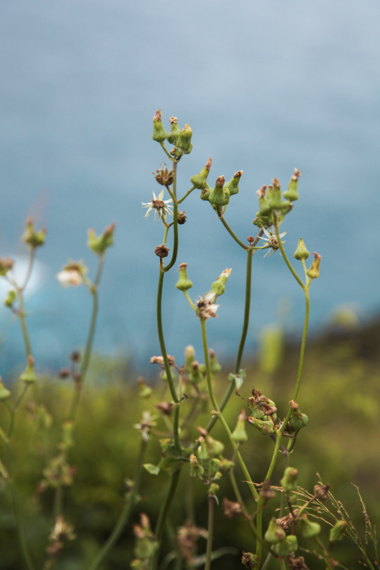 Wildflowers Above the Sea